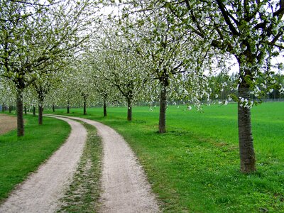 Avenue nature fruit tree