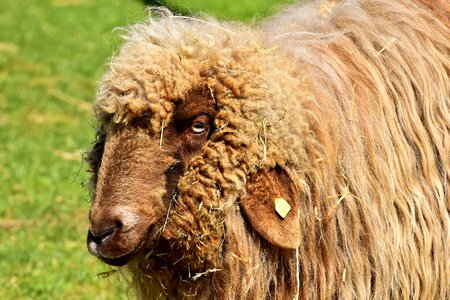 Meadow nature winter coat