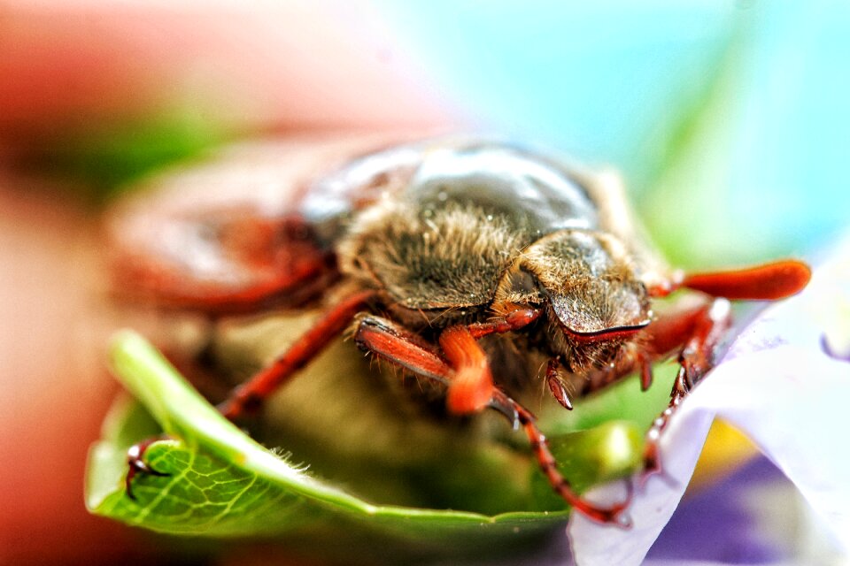 May beetle close-up