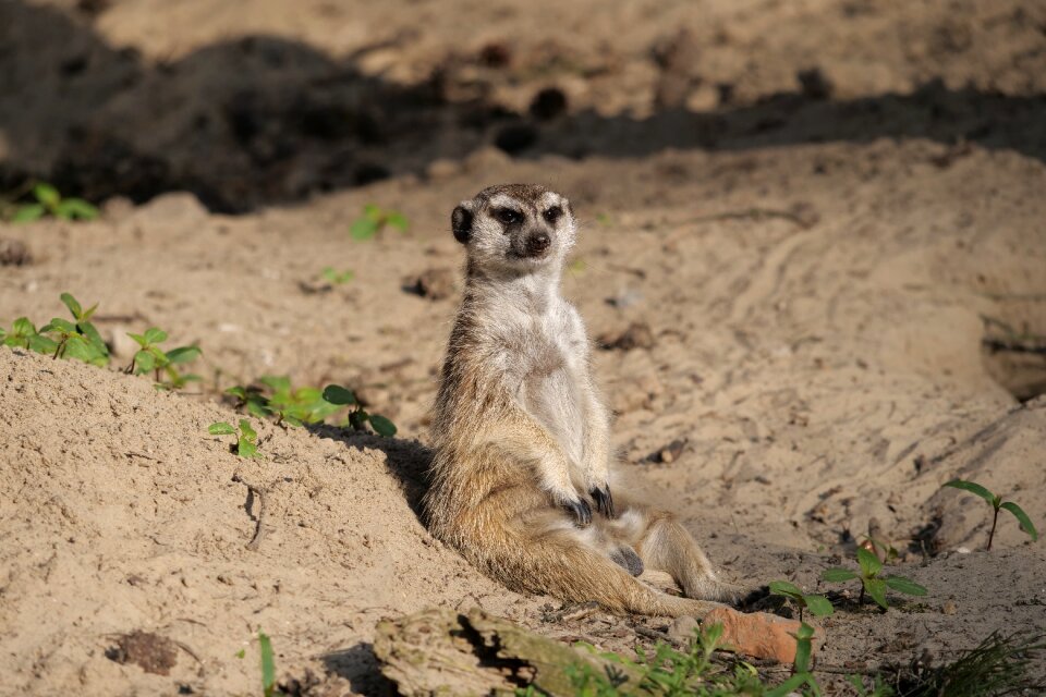 Meerkat animal sit