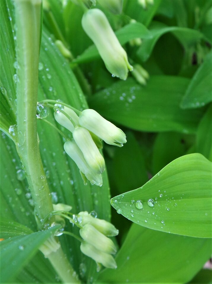 Round down huang ting campanula punctata