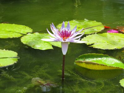 Aquatic flower