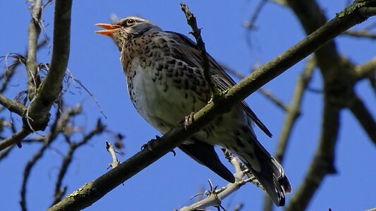 Birds at the court of tree