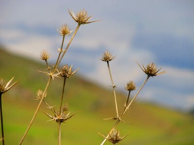 Plant summer flower photo