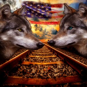 Usa portrait animal