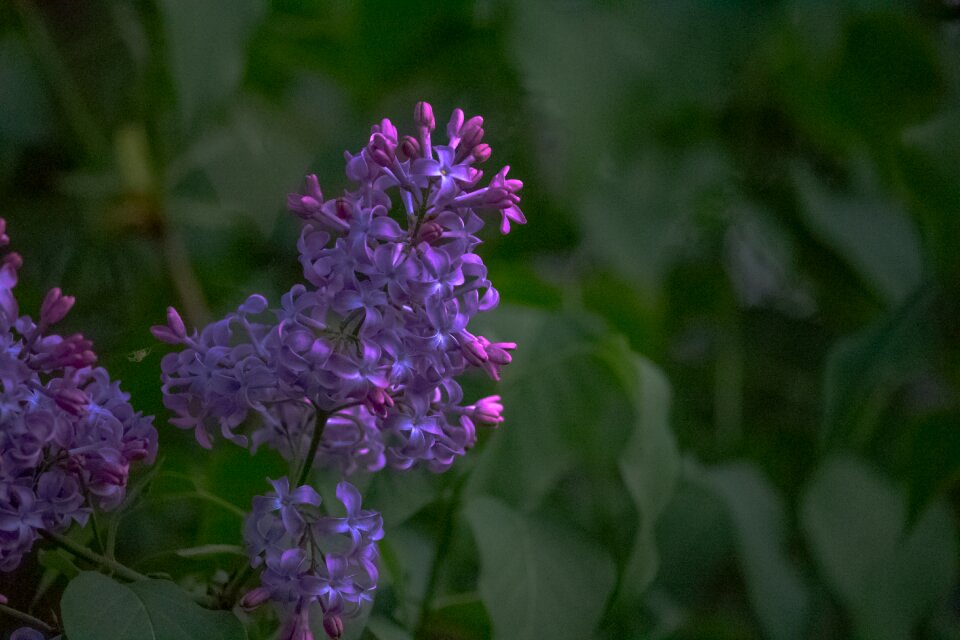 Spring nature flower