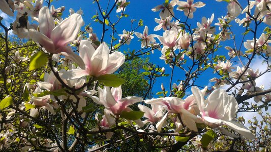 Magnolia branch garden