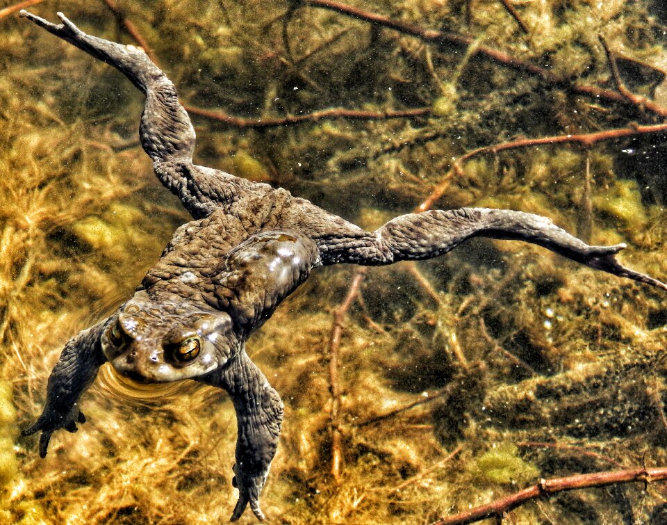Frog water Free photos