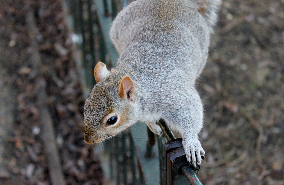 Animals outdoors park