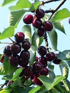 Fruit healthy leaves