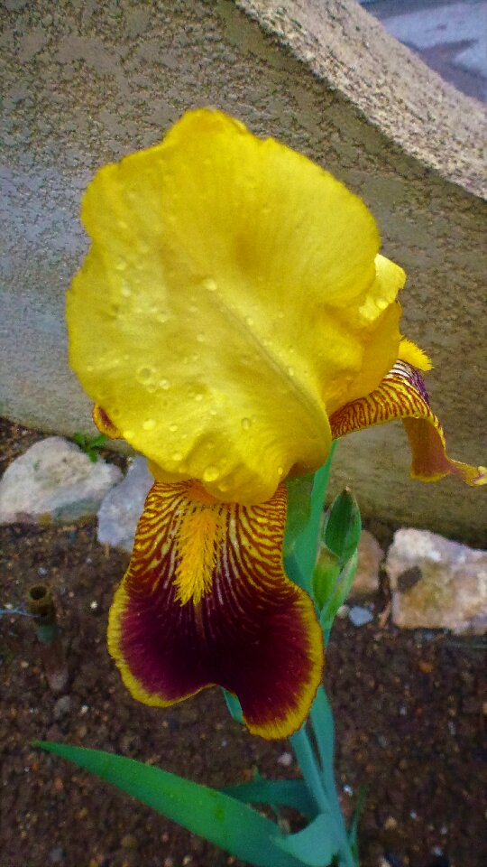 Outdoor no person plant