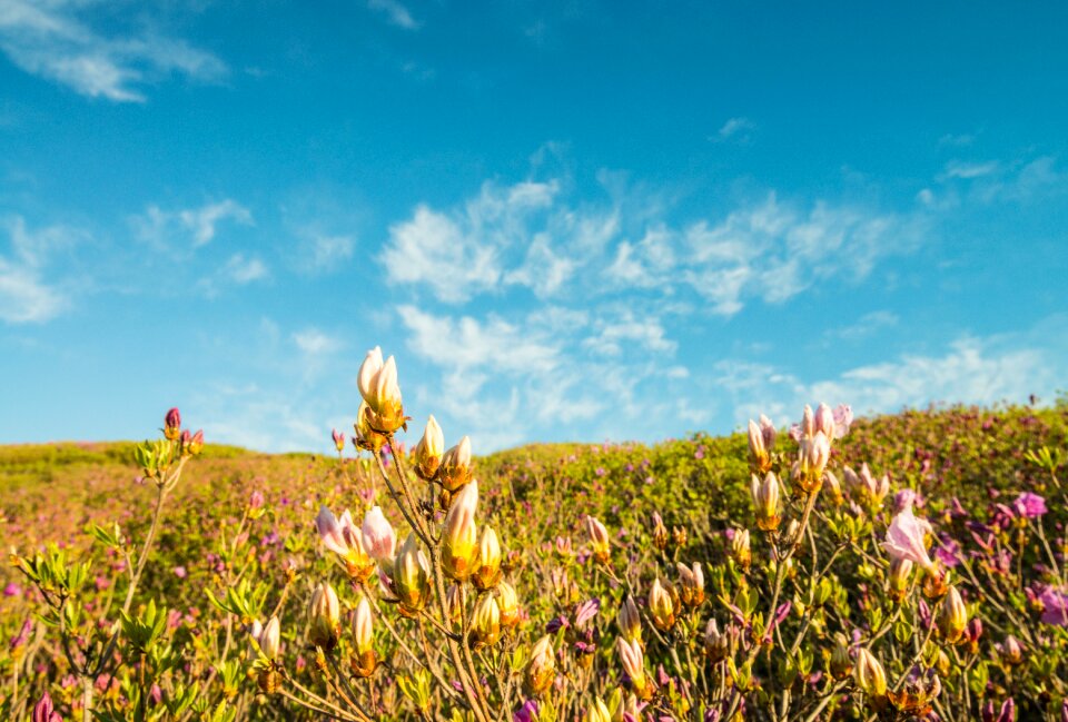 Heaven plants scenery
