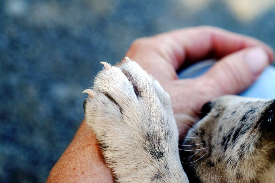 Outdoors animal paw on hand