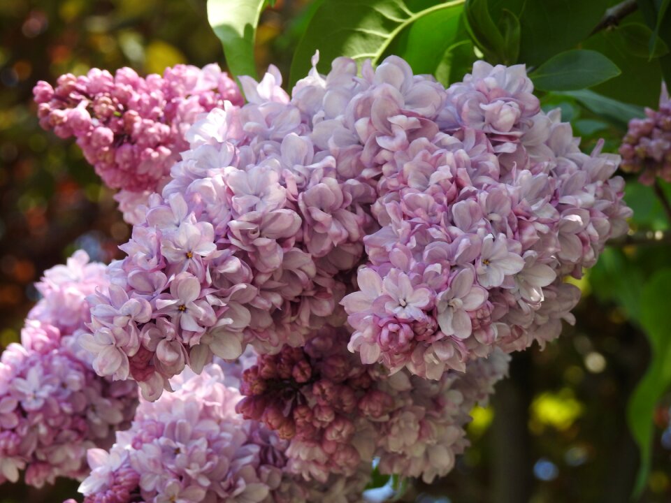 Garden branch bush
