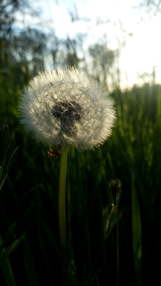 Flora dandelion black grass