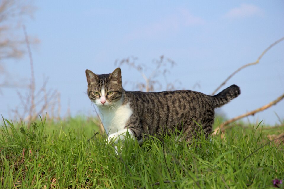 Cat nature Free photos