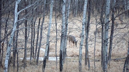 Landscape winter deer