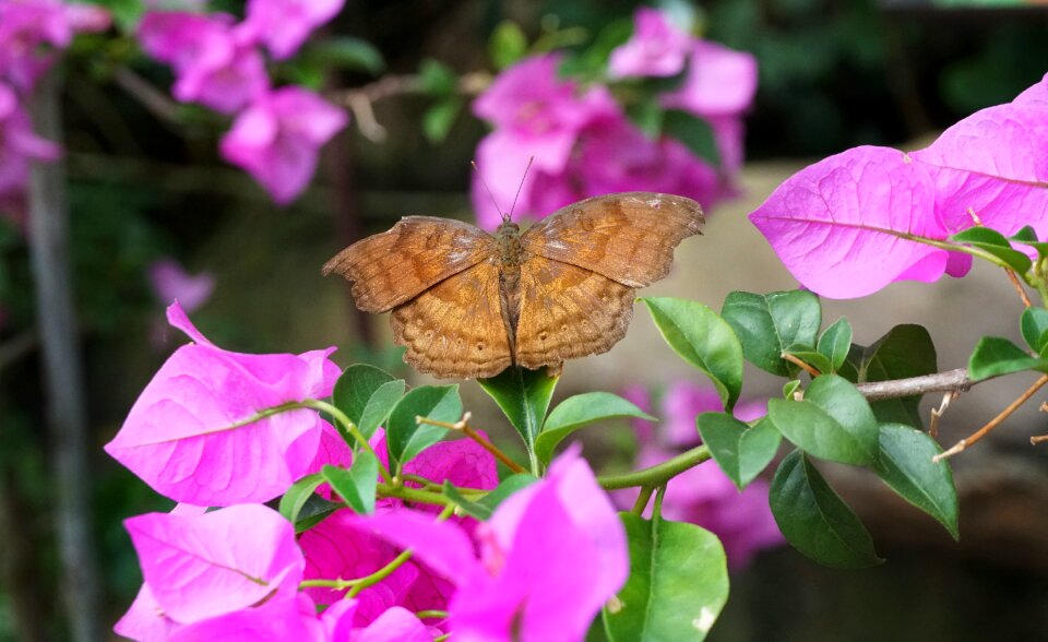 Bougainvillea flower flora