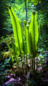 Outdoor growth wood