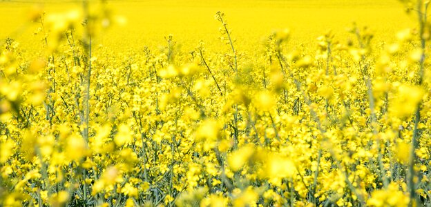 Field of rapeseeds oilseed rape rape blossom photo