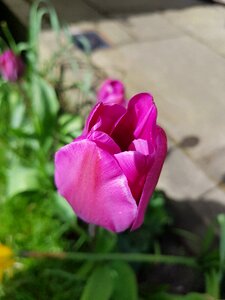 Garden summer purple tulip