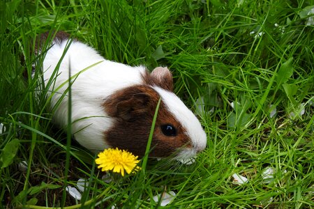 Nature mammals pets