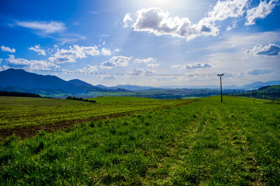 Grass meadow nature