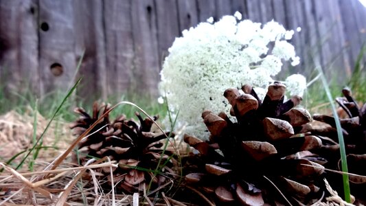 Outdoors flora season