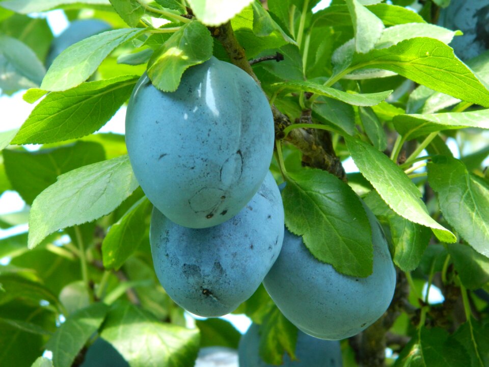 Fruit garden nobody