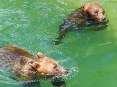 Animal world wet bear