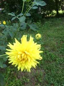 Leaf flora yellow