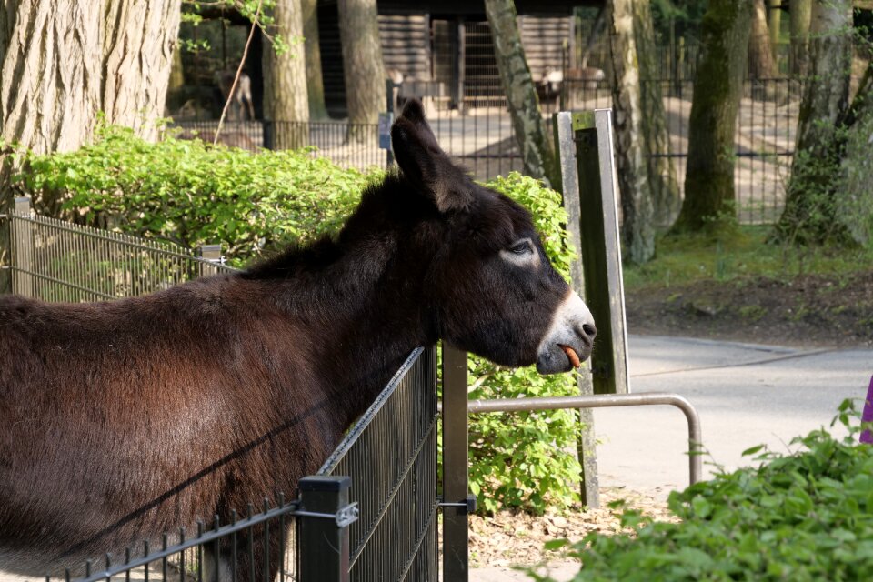 Zoo-rostock fence animal