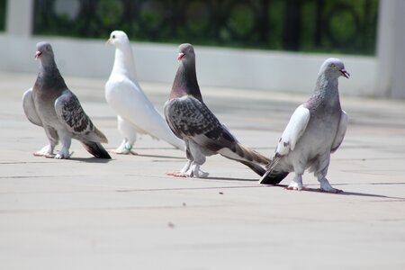 Wildlife grey outdoor photo