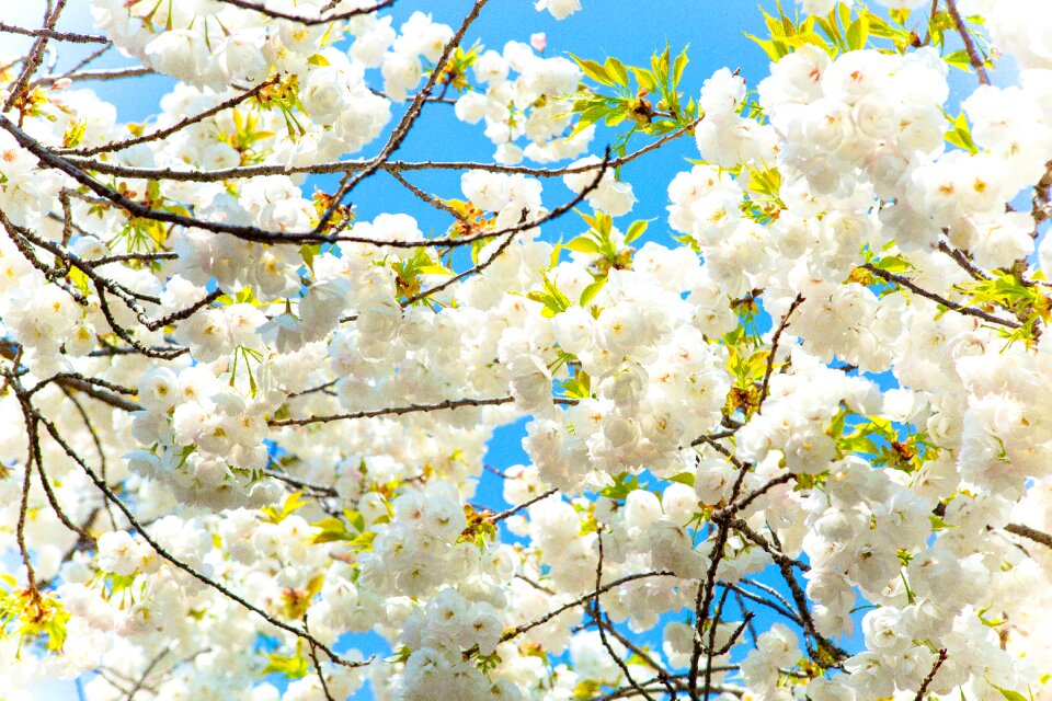 Flower sky tree