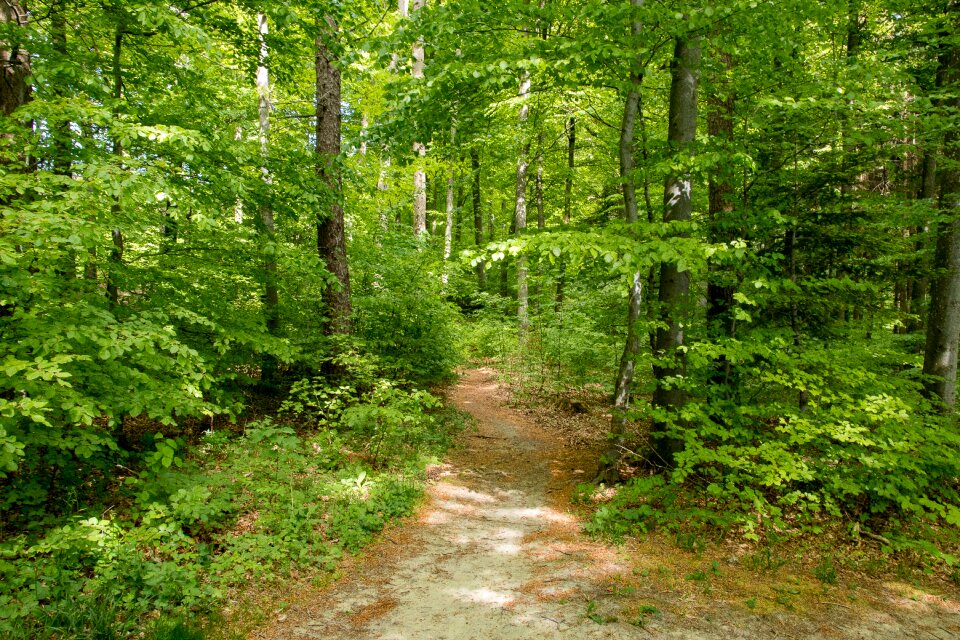 Trees nature leaves