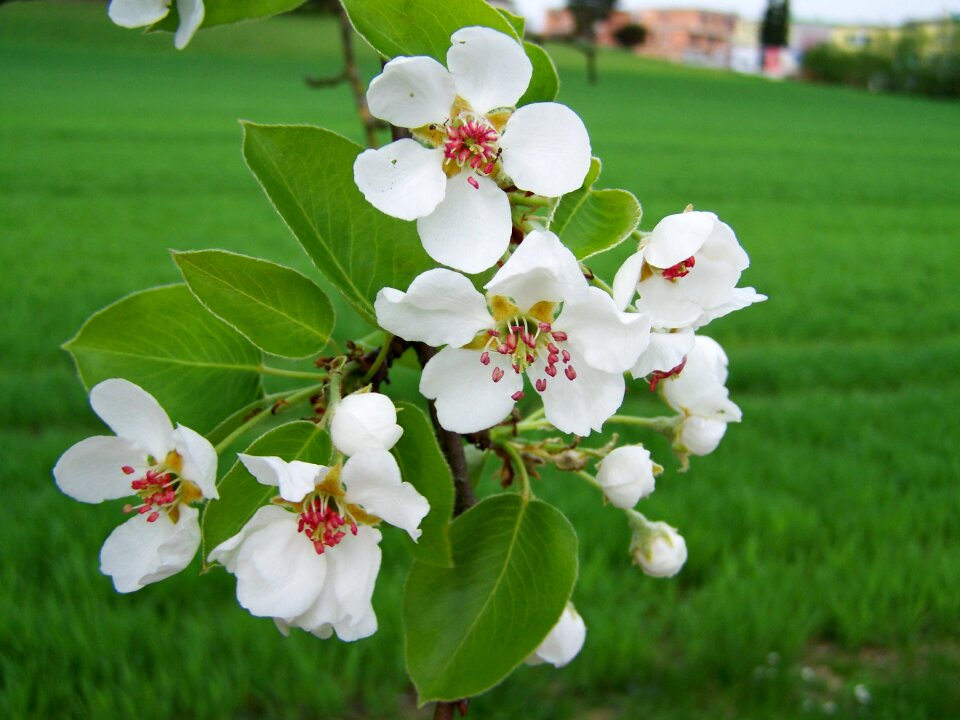 Branch nature white flower