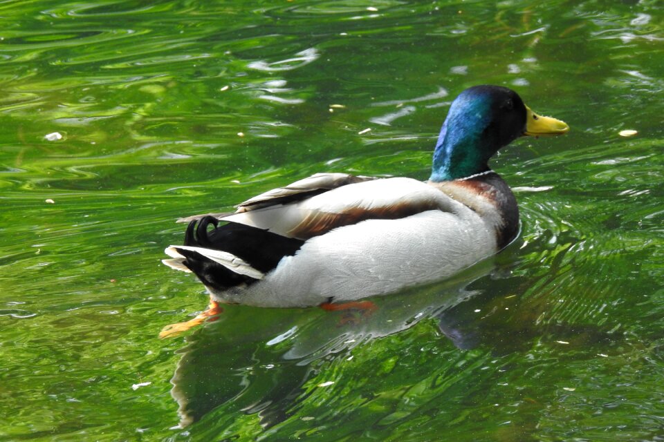 Duck floating duck pond
