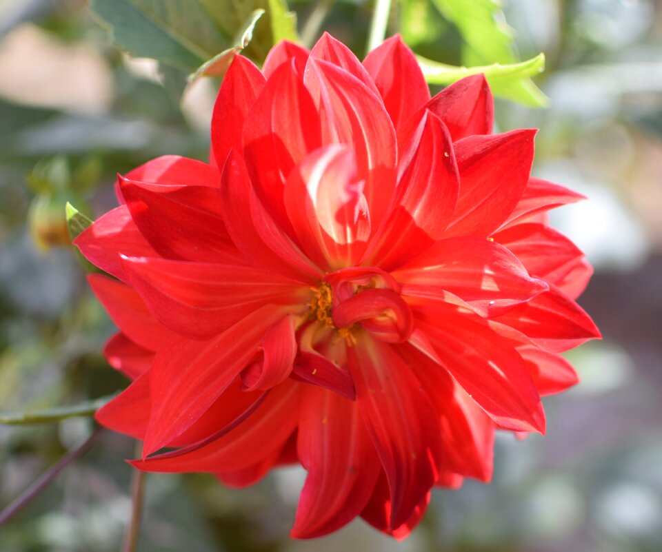 Plant nature garden