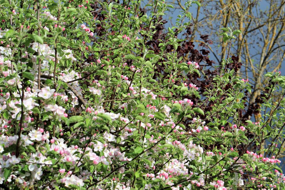 Nature season apple tree blossom