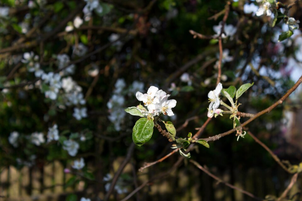 Plant branch blooming