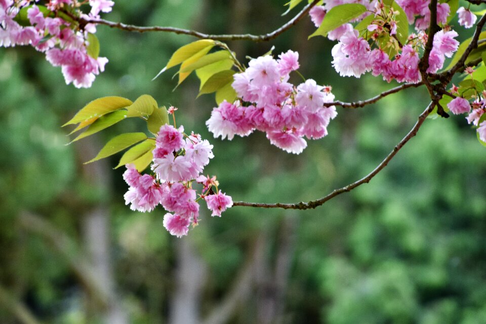 Branch plant japan cherry tree