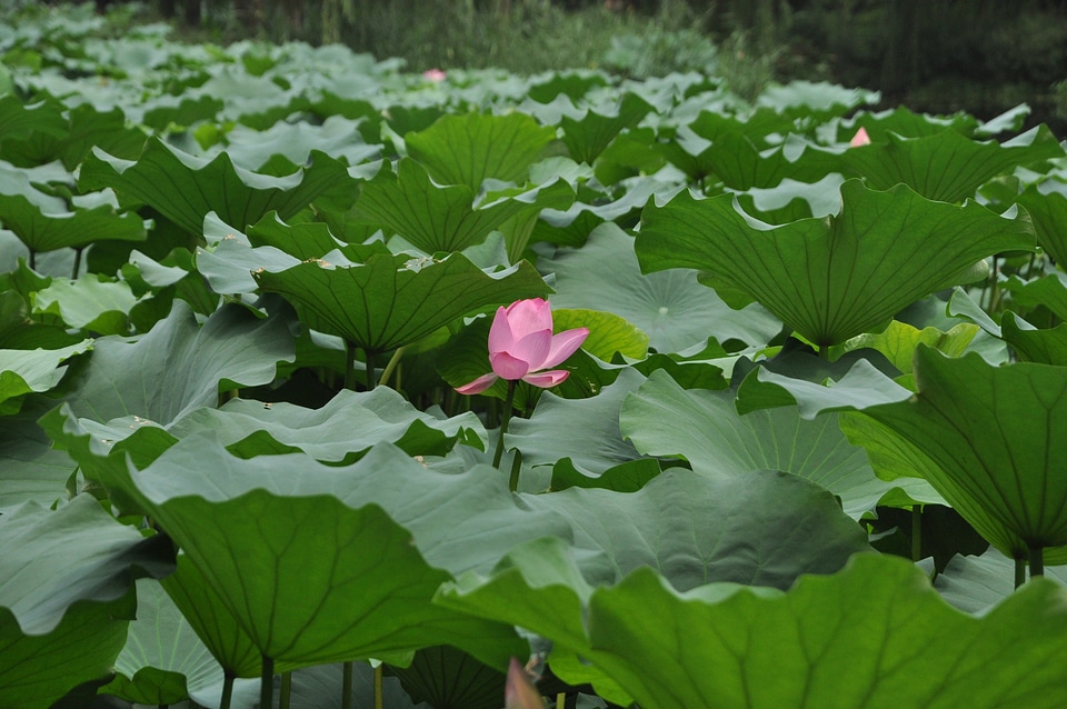 Plant flowers lotus leaf