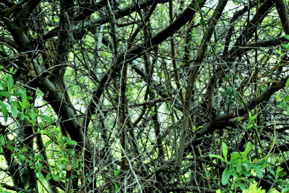 Leaf flora jungle photo