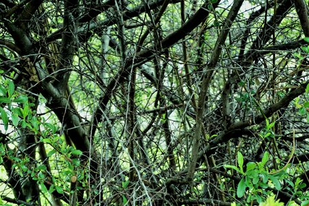 Leaf flora jungle