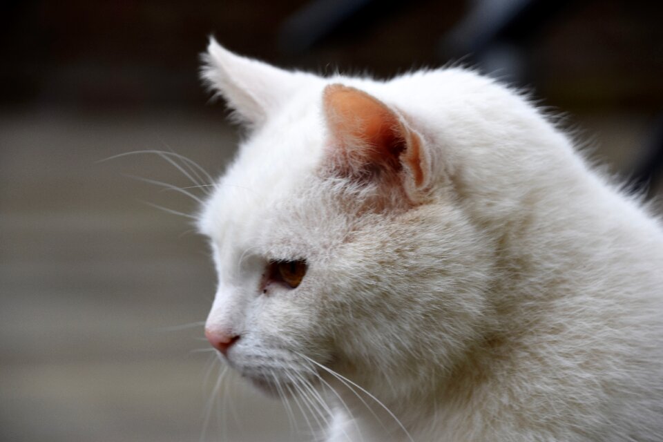Nature white profile