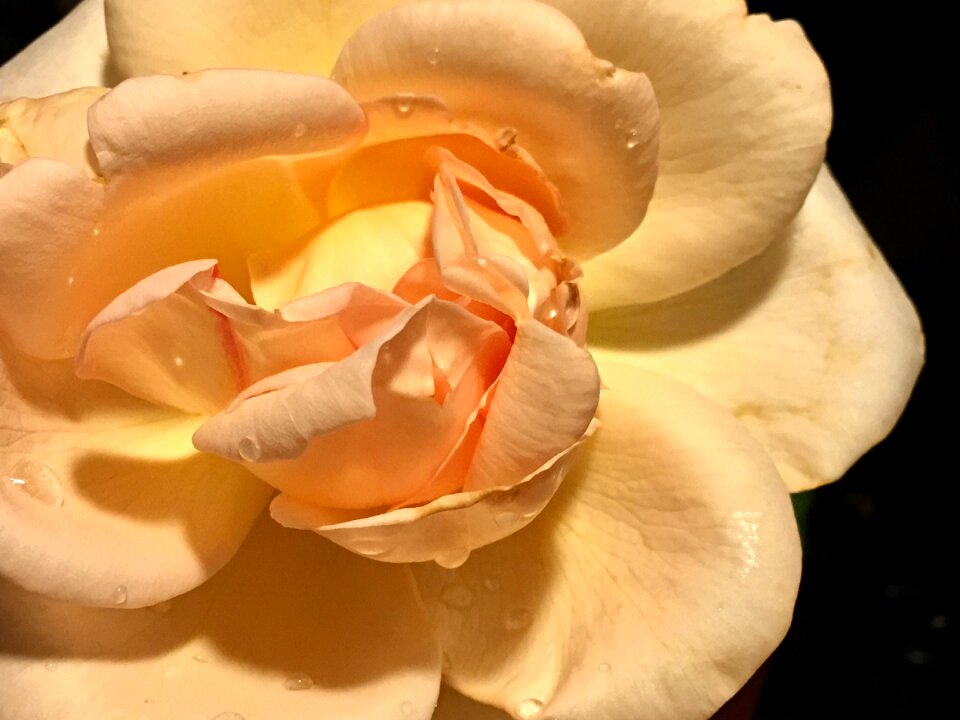 Garden nature yellow