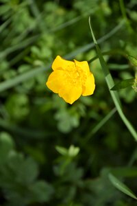 Close up buttercup flower photo