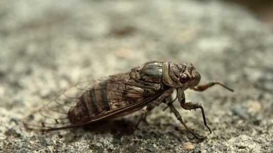 Wild life small cicada