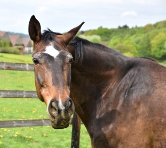 Horse field equine photo