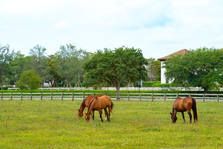 Animal field agriculture photo